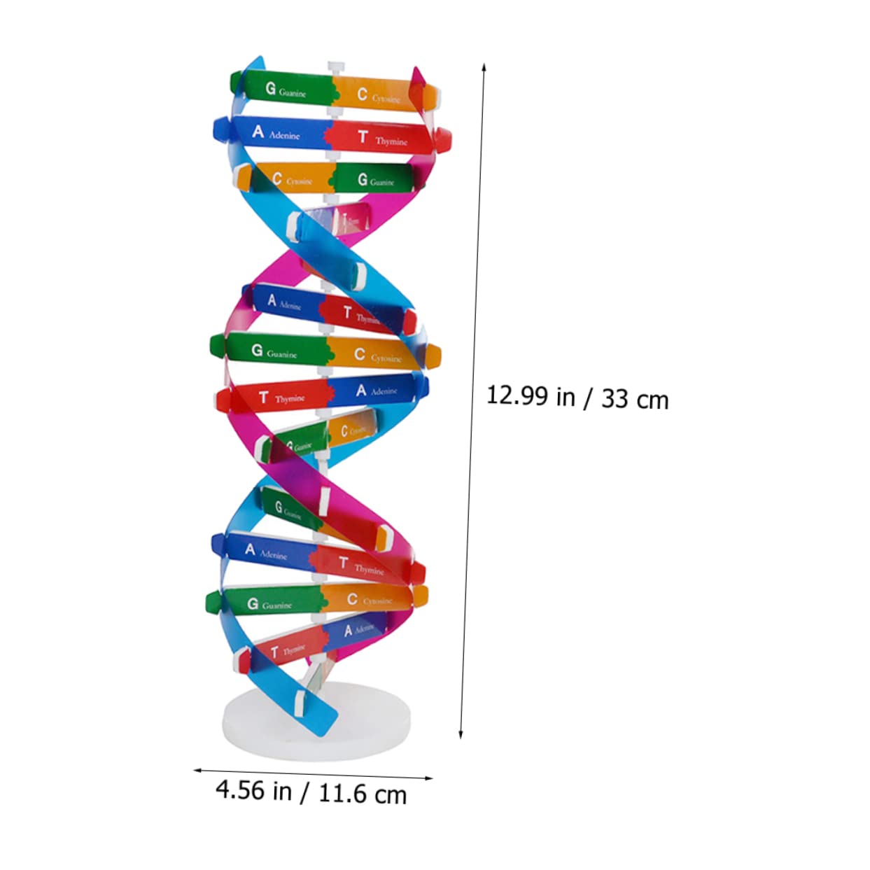 Amazon | EXCEART 組立式dna二重らせんモデル 13インチ 科学教育教材